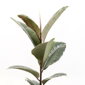 Ficus elastica 'Tineke'