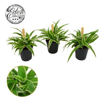 Chlorophytum comosum 'Ocean'