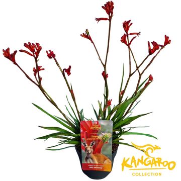 Anigozanthos 'Red Inferno'