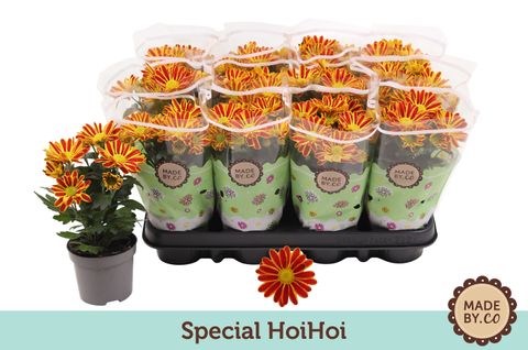 Chrysanthemum HOIHOI