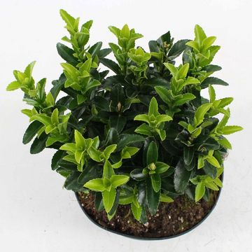 Euonymus japonicus 'Green Spire'