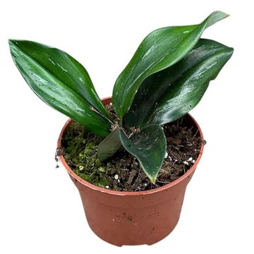 Scaphochlamys scintillans DARK