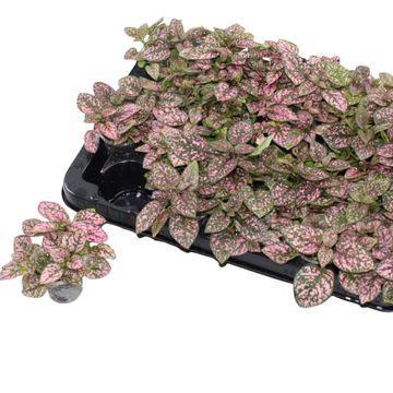 Hypoestes phyllostachya 'Confetti Compact Rose'