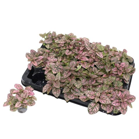 Hypoestes phyllostachya 'Confetti Compact Rose'