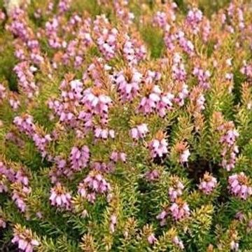 Erica x darleyensis 'Mary Helen'