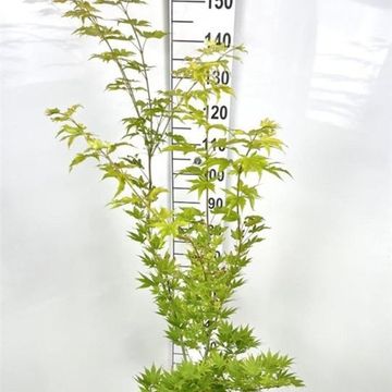 Acer shirasawanum 'Jordan'