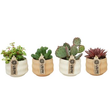Cactus / Succulents MIX