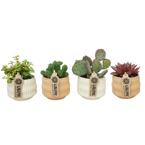 Cactus / Succulents MIX