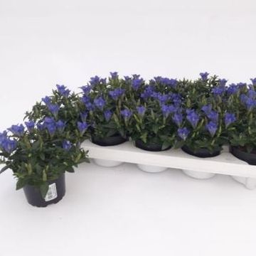 Gentiana scabra LUIS BLUE