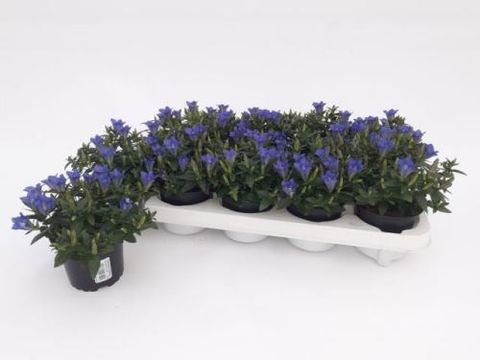 Gentiana scabra LUIS BLUE