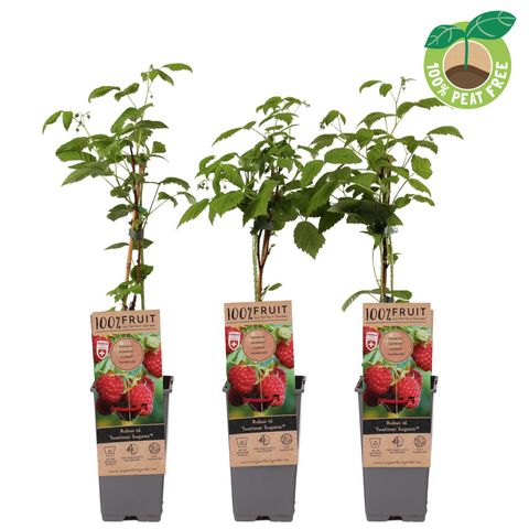 Rubus idaeus TWOTIMER SUGANA RED