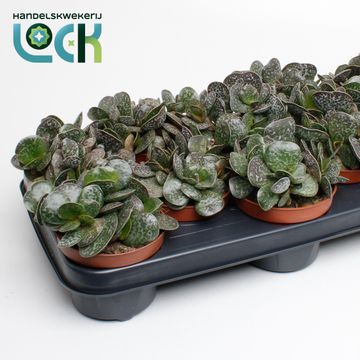 Adromischus cooperi