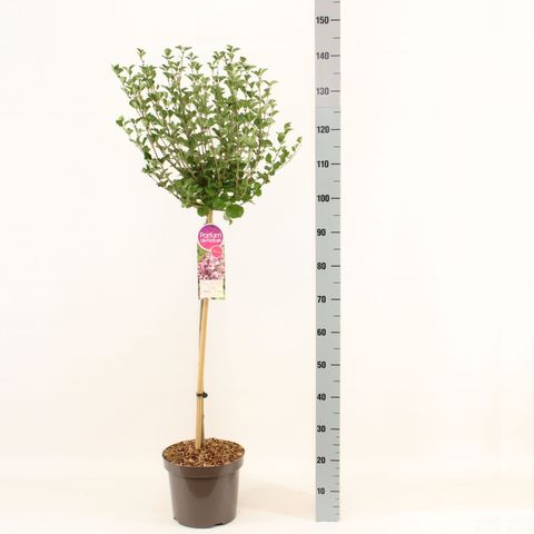 Syringa meyeri 'Palibin'