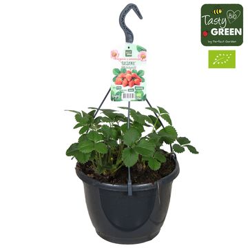 Fragaria x ananassa 'Gasana'
