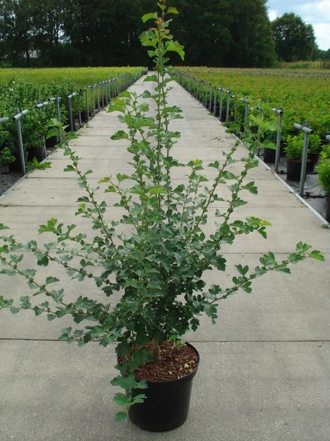 Crataegus x media 'Paul's Scarlet'