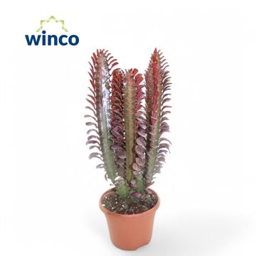 Euphorbia trigona 'Rubra'
