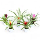 Bromelia MIX