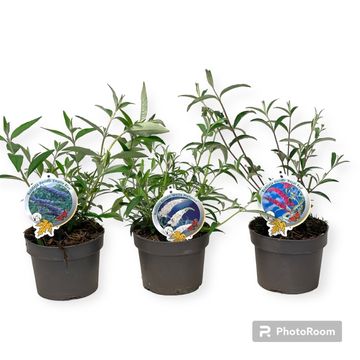 Buddleja davidii MIX