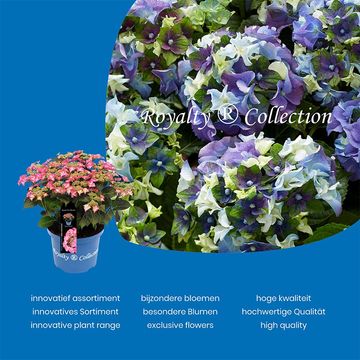 Hydrangea macrophylla ROYALTY COLLECTION MIX