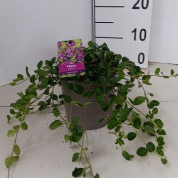 Vinca minor 'Atropurpurea'