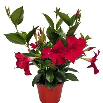 Mandevilla RIO DEEP RED