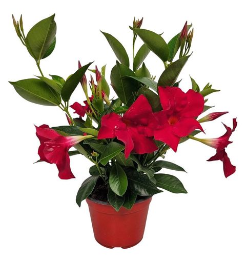 Mandevilla RIO DEEP RED