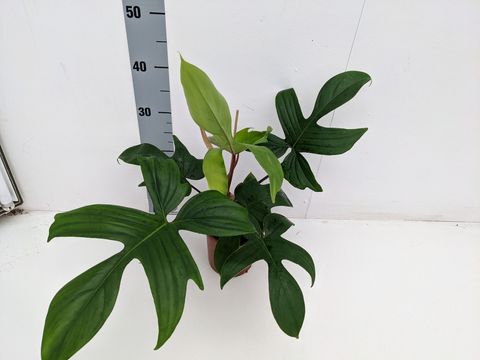 Philodendron FLORIDA GREEN