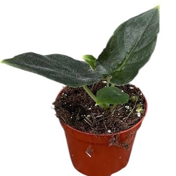 Alocasie 'Antoro Velvet'