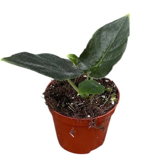 Alocasia 'Antoro Velvet'