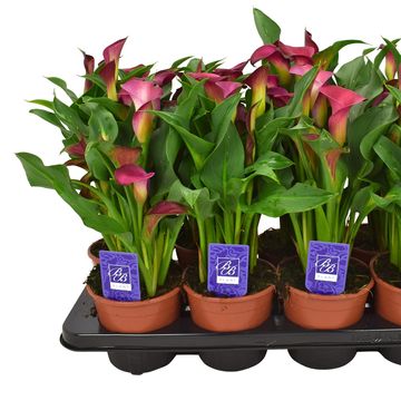 Zantedeschia 'Cherry Kiss'