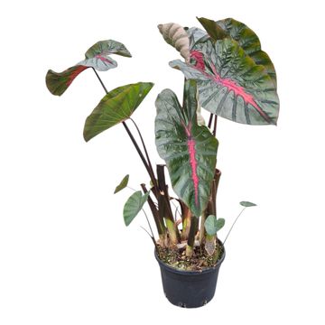 Colocasia 'Hybrid Moccachino'