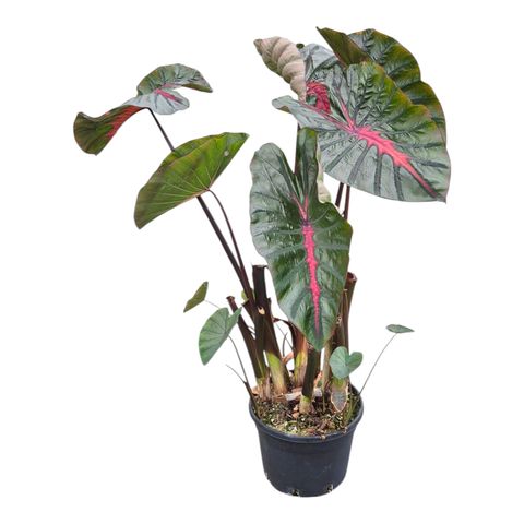 Colocasia 'Hybrid Moccachino'