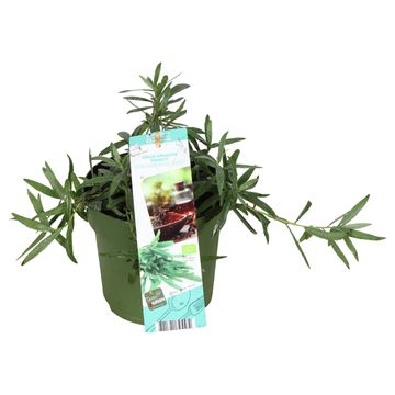 Artemisia dracunculus 'Vienco'