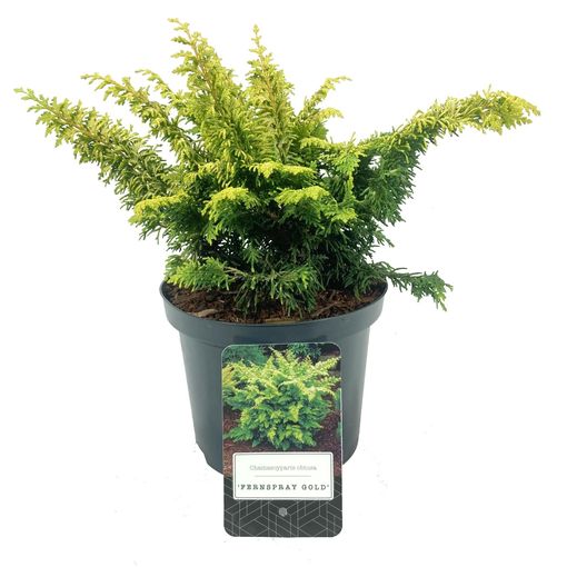 Chamaecyparis obtusa 'Fernspray Gold'