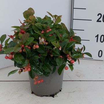 Gaultheria procumbens