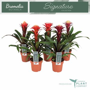 Guzmania FORTUNA MIX