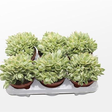 Crassula 'Rusby Variegata'
