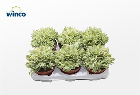 Crassula 'Rusby Variegata'
