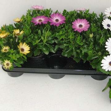 Остеоспермум MIX