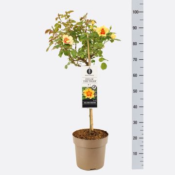 Роза EYE OF THE TIGER