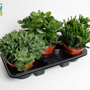 Crassula MIX