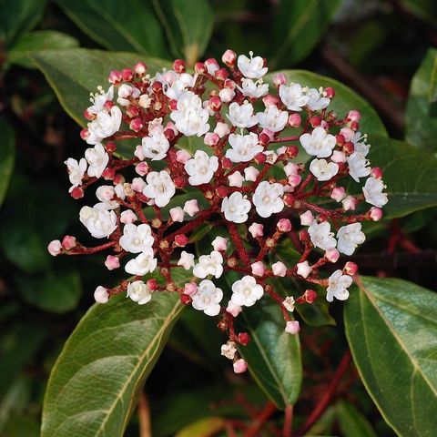 Viburnum tinus