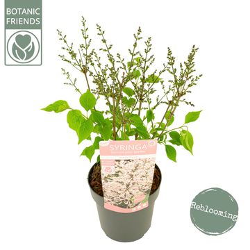 Syringa patula 'Dream Cloud'