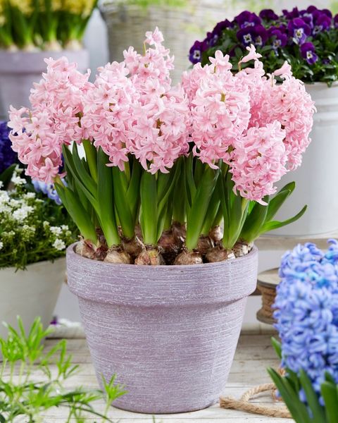 Hyacinthus Tuoksuhyasintti 'Pink Surprise'