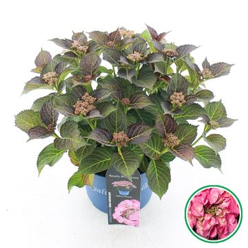 Hydrangea macrophylla TIFFANY PINK