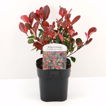 Photinia x fraseri 'Little Red Robin'