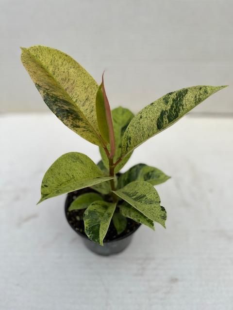 Ficus elastica 'Shivereana'
