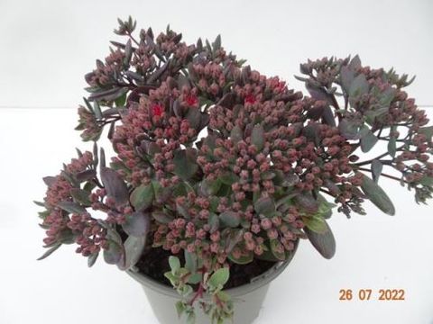 Sedum 'Superstar'