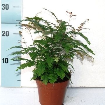 Adiantum hispidulum