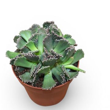 Titanopsis fulleri